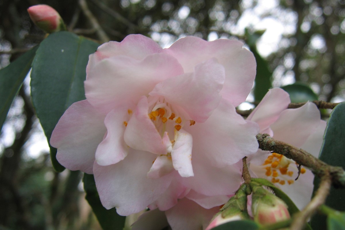 Camellia 'Wirlinga Princess'